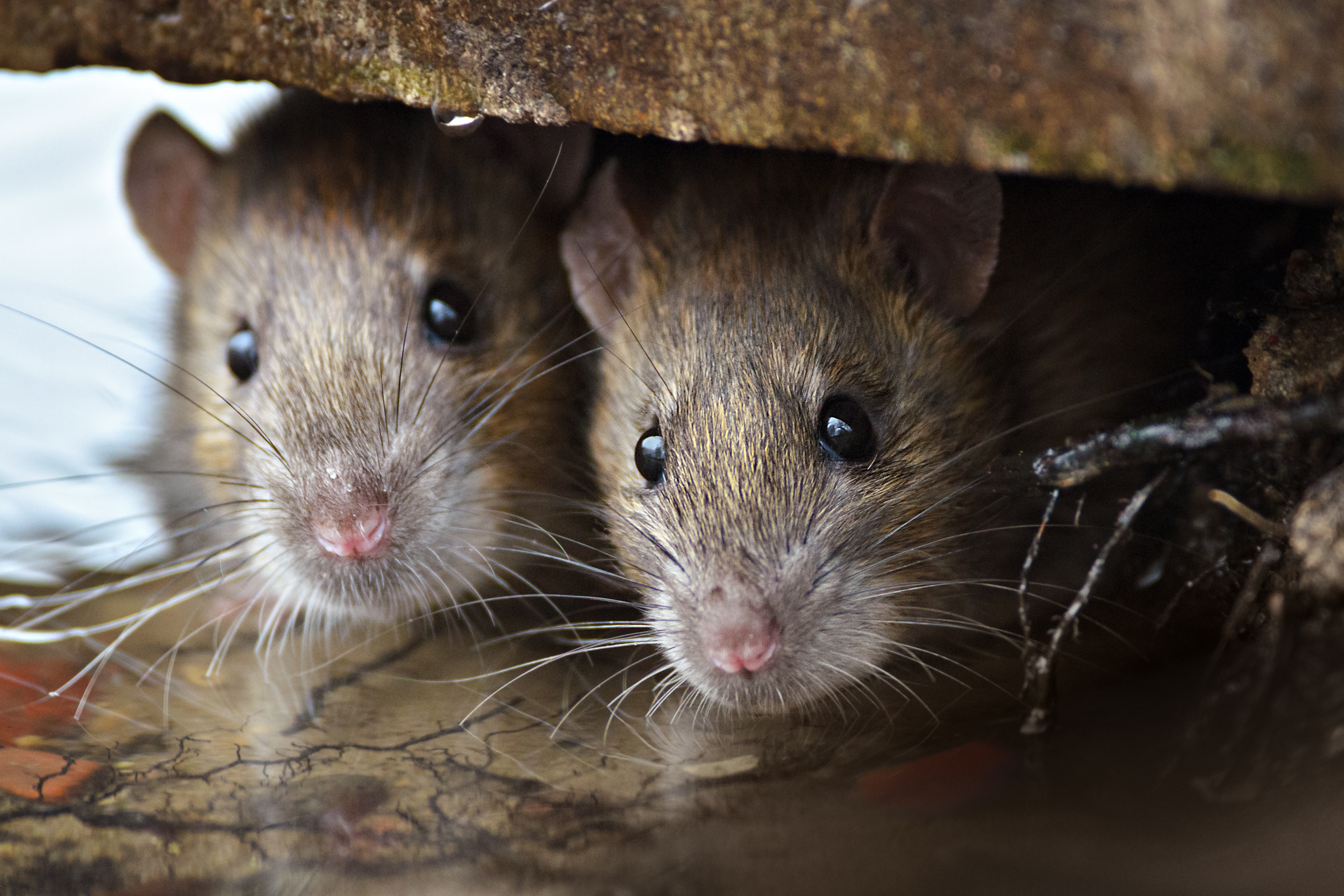 Glue traps are heinously cruel. Retailers should be banned from