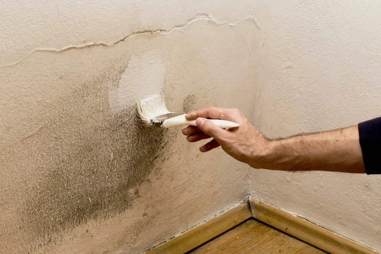 Identifying Mold And Mildew On Your Exterior Walls