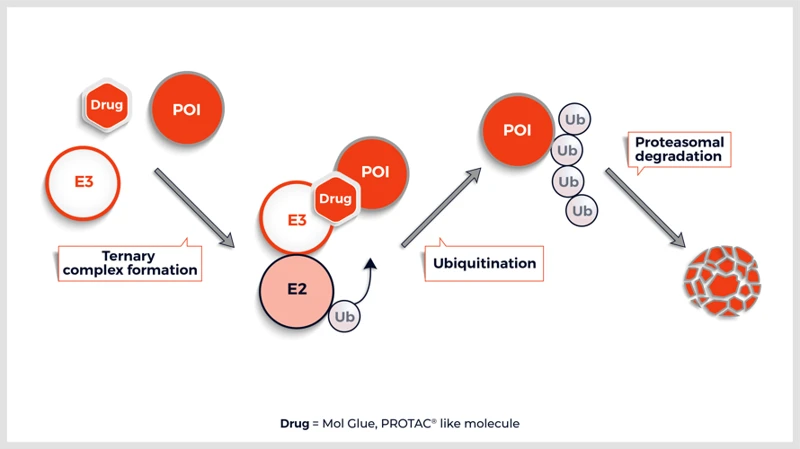 Applications And Benefits Of Molecular Glue