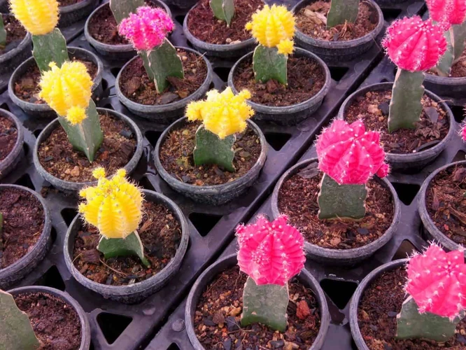 Care Tips For Flower-Grafted Cacti