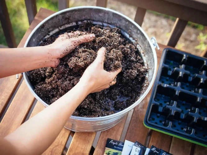 Germinating Your Seeds