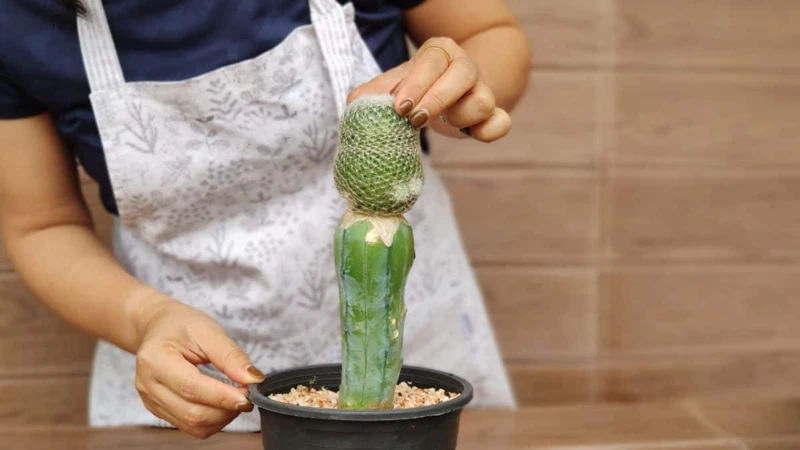 How Is Cacti Grafting Done?