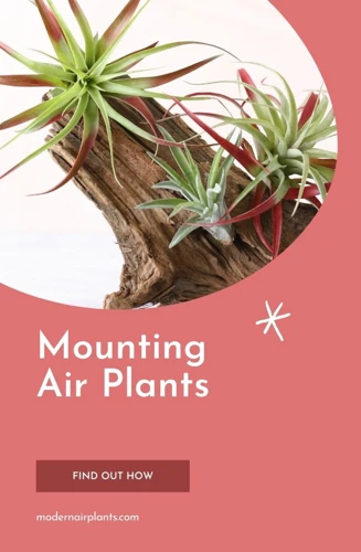 How To Mount Air Plants