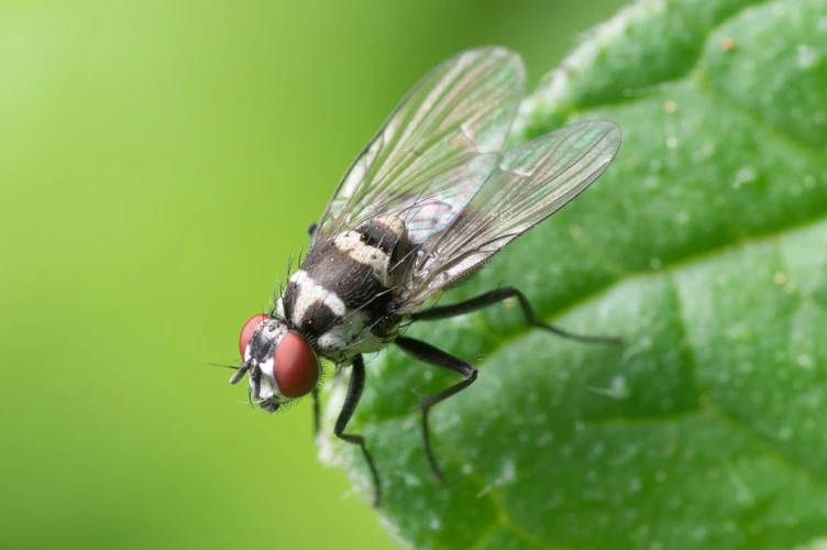 How To Remove Fly Trap Glue