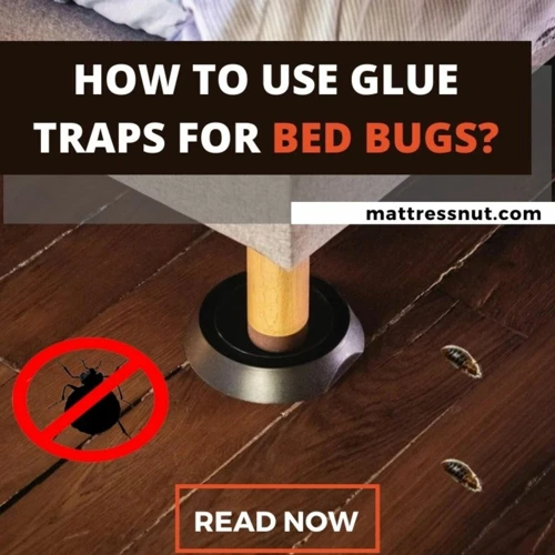 How To Use Bed Bug Glue Traps Correctly
