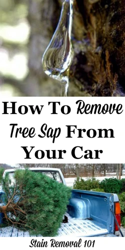 Methods For Removing Tree Sap