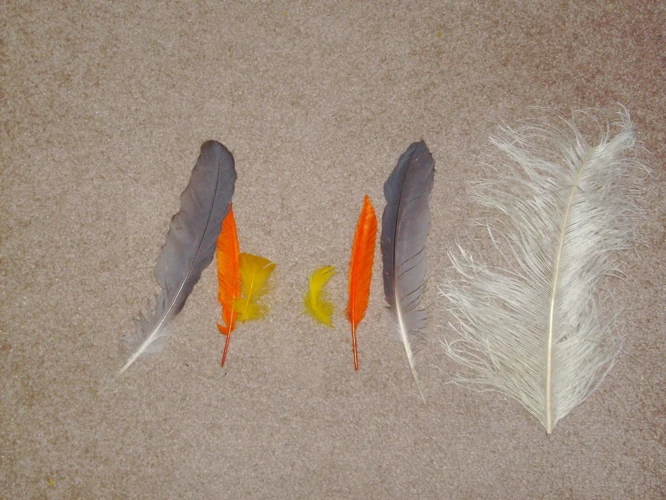 Preparing The Feathers
