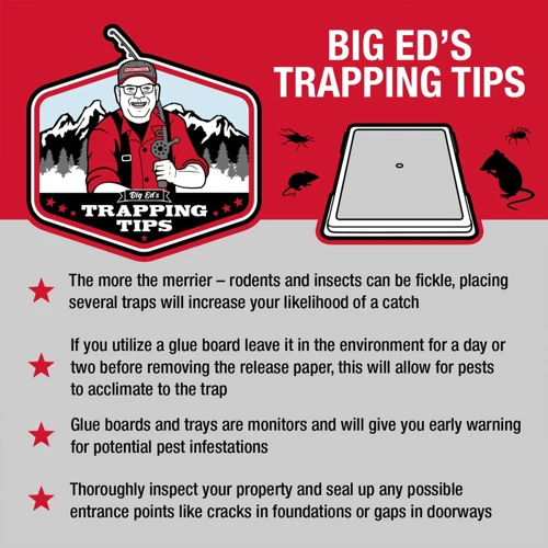 Tip 8: Use A Combination Of Traps And Baits