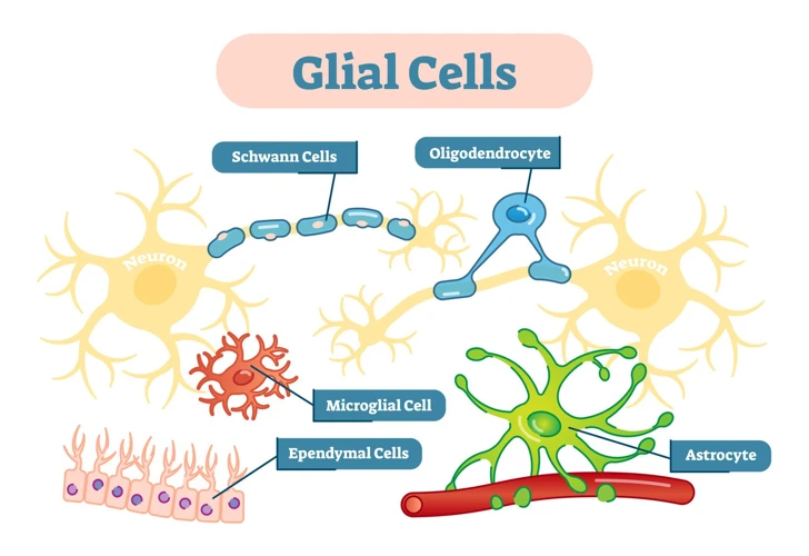 Types Of Glial Cells