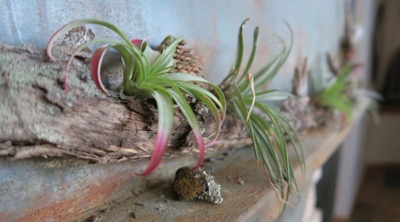 What Are Air Plants?