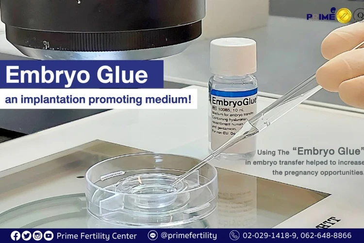 What Is Embryo Glue?