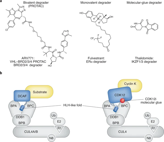 What Is Molecular Glue?