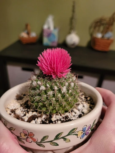 What Types Of Flowers Can Be Glued On Cactus?