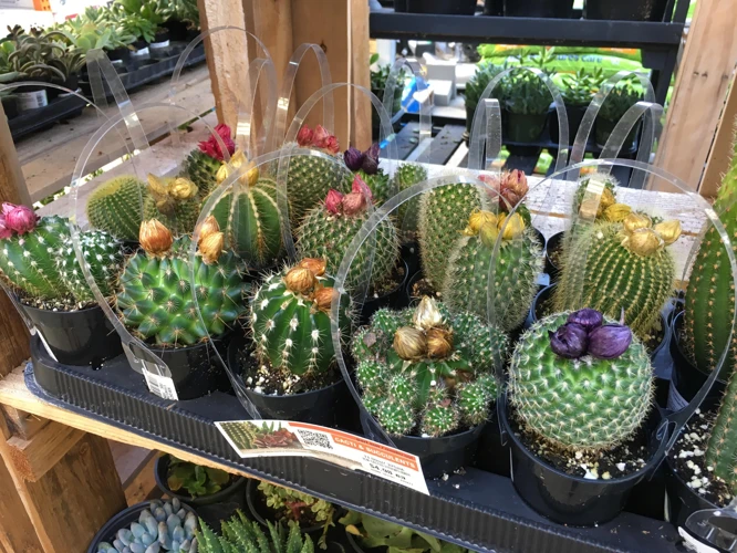 Why Do They Glue Flowers On Cactus?