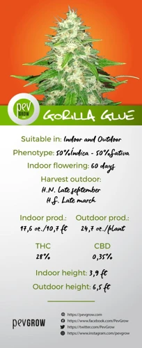 Why Grow Gorilla Glue?